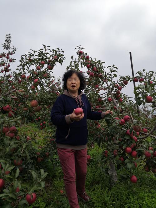 秋天满园苹果红红的太美了.(2019年9月29日柳河苹果园)